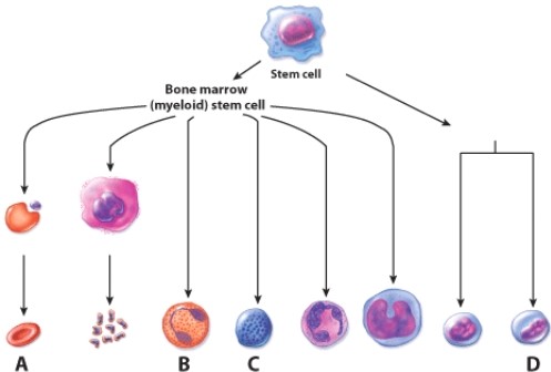 Which cell is involved in fighting parasitic worms?   A) A B) B C) C D) D