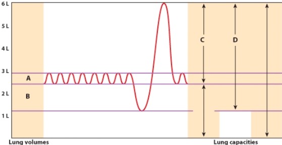 In the diagram which letter indicates vital capacity?   A) A B) B C) C D) D