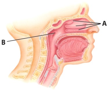 What are the names of the structures labeled A?   A) External nares B) Internal nares C) Uvula D) Nasal conchae