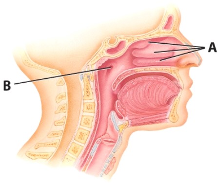 What is the name of the structure labeled B?   A) Nasal cavity B) Uvula C) Auditory tube D) Trachea
