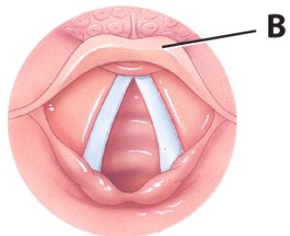What is the purpose of the structure labeled B?   A) Prevent food from entering the trachea B) Direct food into trachea C) Produce sound D) Close off the esophagus during breathing