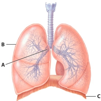 After air passes through structure A it goes to the:   A) trachea. B) secondary bronchi. C) terminal bronchiole. D) alveoli.