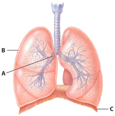 What would happen if there was a hole in structure B?   A) More air would enter the lung. B) The lung would collapse. C) The lung would expand more than usual. D) Nothing would change because a clot would form and quickly seal it.
