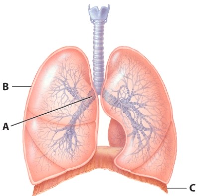 What is the name of the structure labeled C?   A) Respiratory membrane B) Conducting membrane C) Visceral and parietal pleura D) Diaphragm