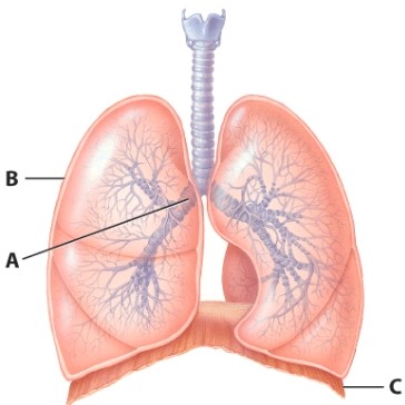 What is the name of muscle C?   A) External intercostals B) Internal intercostals C) Diaphragm D) Scalenes