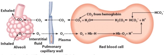 How is oxygen able to move in the direction indicated in this diagram?   A) Partial pressure of oxygen is lower in the blood B) Partial pressure of oxygen is higher in the blood C) The cells of the lungs are actively transporting oxygen D) The cells of the blood are actively transporting oxygen