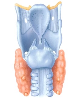 Identify the structure shown here.   A) Pharynx B) Trachea C) Larynx D) Laryngopharynx