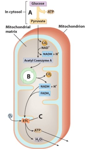 Which process is indicated by label A?   A) Hydrolysis B) Glycolysis C) Kreb's cycle D) Electron transport chain