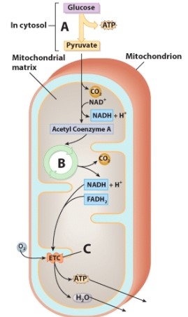 Which process doesn't depend on the presence of oxygen?   A) A B) B C) C D) None of these choices.