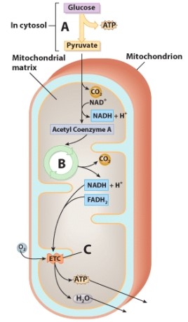 The process labeled A in the diagram is an example of:   A) anabolism. B) catabolism. C) acidosis. D) ketosis.