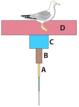 In the illustration,which letter represents the highest concentration of DDT?   A) A B) B C) C D) D
