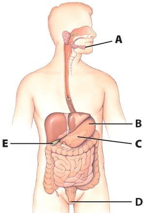 What is the name of the structure labeled A?   A) Salivary gland B) Mouth C) Pharynx D) Tongue