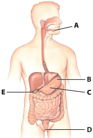 What is the function of structure B?   A) Begin digestion of carbohydrates B) Begin digestion of proteins C) Absorption of lipids D) Absorption of proteins