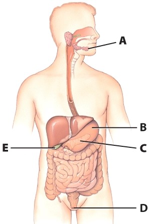 What is the name of structure D?   A) Appendix B) Anus C) Transverse colon D) Rectum