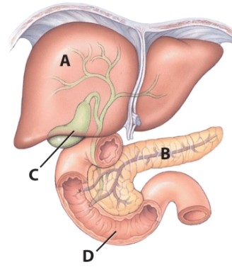 What is the function of structure C?   A) Production of enzymes necessary for digestion B) Absorption of water C) Storage of bile D) Absorption of vitamins