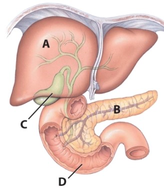 In the illustration,which organ secretes digestive enzymes and produces hormones?   A) A B) B C) C D) D