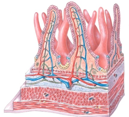 With what digestive organ are these structures associated?   A) Tongue B) Liver C) Small intestine D) Pancreas