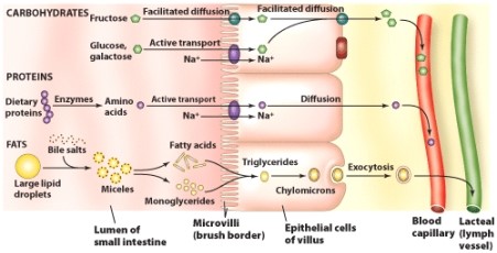 Which nutrient requires the least energy expenditure to arrive in the blood stream?   A) Fructose B) Glucose C) Amino acids D) Fatty acids and monoglycerides