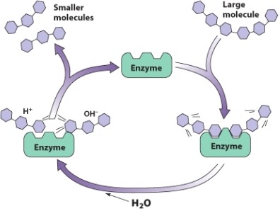 What kind of enzyme is shown in this picture?   A) Hepatocyte B) Synthatase C) Hydrolase D) Synthase