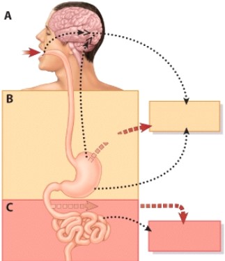 During phase B the release of which hormone increases?   A) CCK B) Secretin C) Gastrin D) Pepsin