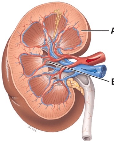 Which structure is labeled A?   A) Renal pelvis B) Renal capsule C) Renal cortex D) Renal medulla