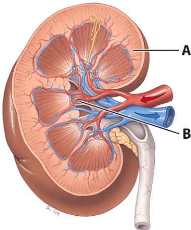 Which structure is labeled B?   A) Renal capsule B) Renal pyramid C) Renal papilla D) Renal pelvis