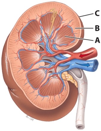 Which region is involved in producing the urine?   A) A B) B C) C D) All of these choices E) A and B