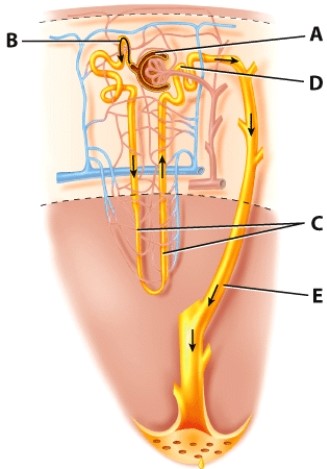 Which structure is labeled A?   A) Collecting duct B) Glomerular capsule C) PCT D) DCT