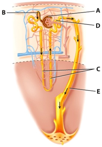Which structure contains fluid that is most closely similar to the urine that will be expelled?   A) A B) B C) C D) D