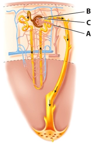 What is the name of the blood vessel labeled B?   A) Afferent arteriole B) Peritubular capillaries C) Glomerulus D) Efferent arteriole
