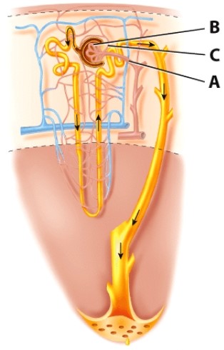 Why is blood vessel C smaller in diameter than blood vessel A?   A) There is less blood volume in C B) To create back pressure C) There is more blood volume in A D) A is an artery and arteries are larger than veins