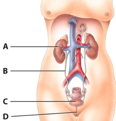 <strong>Which structure is labeled B? </strong> A)Renal artery B)Renal vein C)PCT D)Ureter