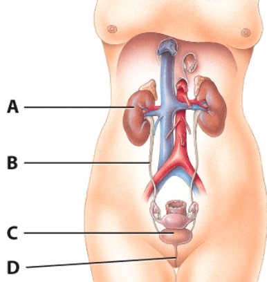 What is the function of structure C?   A) Filter blood B) Produce urine C) Store urine D) Transport urine