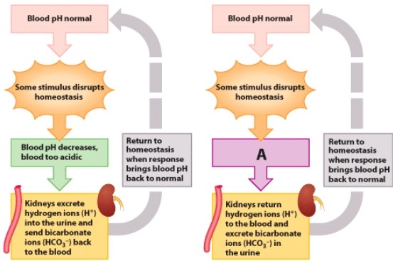 In the process diagram,what is the change in box A?   A) Blood pH is too acidic. B) Urine pH is too acidic. C) Blood pH is too basic. D) Urine pH is too acidic