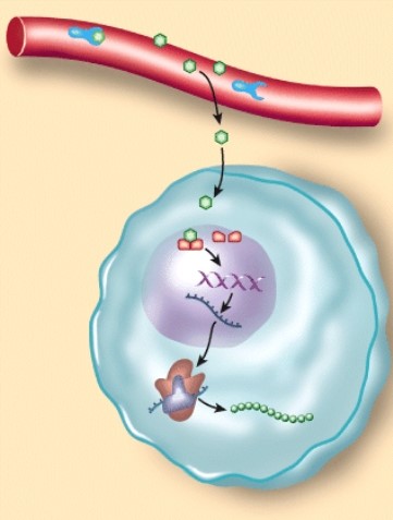 The type of hormone depicted here is a/an:   A) exocrine hormone. B) protein hormone. C) steroid hormone. D) water-soluble hormone.