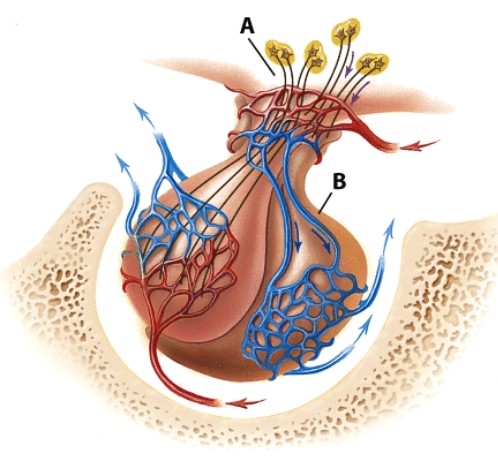 Which hormone would be produced by structure A?   A) Oxytocin B) Insulin C) ACTH D) Calcitriol