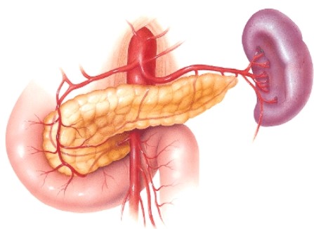 Which statement regarding this organ is true?   A) It is both endocrine and exocrine. B) It is involved in maturation of certain immune cells. C) It is responsible for the fight-or-flight response. D) This organ's endocrine function becomes limited after puberty.