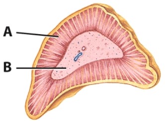 Which hormone is produced in the region labeled B?   A) Epinephrine B) Insulin C) Glucagon D) T3