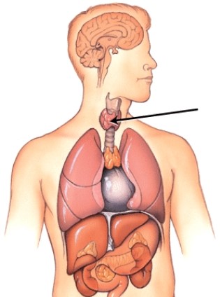 What is the name of this gland?   A) Thyroid gland B) Thymus gland C) Adrenal gland D) Pancreas