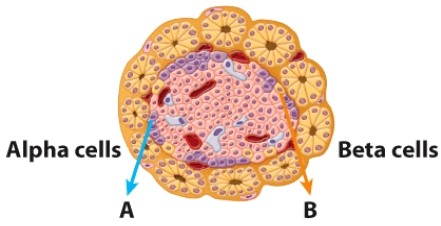 Hormone A is released under which conditions?   A) At homeostatic blood glucose levels B) High blood glucose levels C) When glucose levels rises above homeostatic values D) Low blood glucose levels