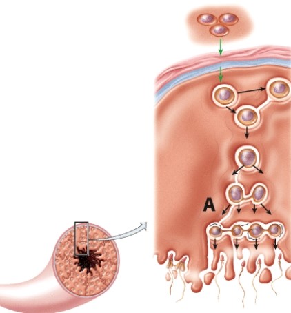 The letter A represents which phase of meiosis?   A) Meiosis II B) Metaphase I C) Prophase I D) Metaphase II  