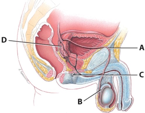 Which structure contributes about 60% of the fluid volume to semen?   A) A B) B C) C D) D