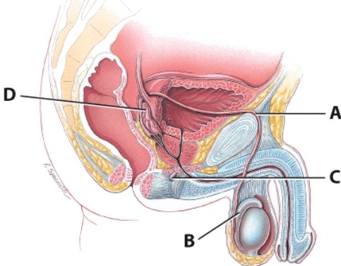 Which structure stores the sperm for maturation?   A) A B) B C) C D) D