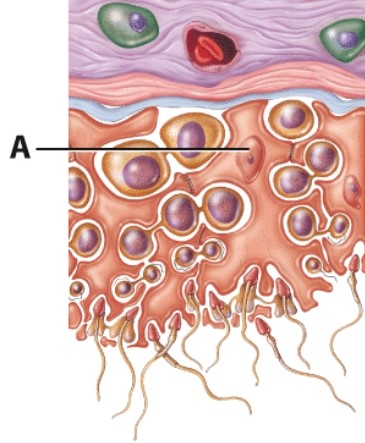 What is the name of the cell labeled A?   A) Leydig cell B) Spermatogonium C) Primary spermatocyte D) Sertoli cell
