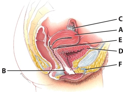 Which structure receives the penis for delivery of sperm?   A) A B) B C) C D) D