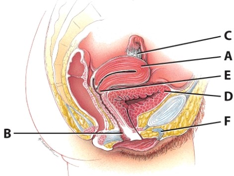 Which structure is part of the vulva?   A) C B) D C) E D) F