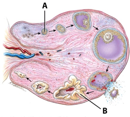 Structure A is also known as a(n) :   A) oocyte. B) corpus albicans. C) Graafian follicle. D) primary follicle.