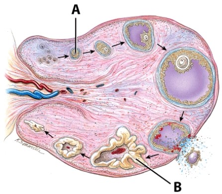 What hormone is produced by structure B?   A) GnRH B) Progesterone C) FSH D) Testosterone