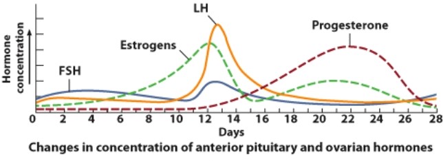 What occurs as a result of the spike in LH concentration seen here?   A) Primary follicles mature into secondary follicles B) Ovulation C) Menstruation D) Degeneration of the corpus luteum