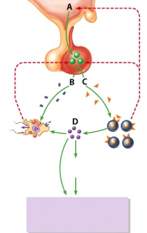Which hormone is labeled D?   A) GnRH B) LH C) FSH D) Testosterone